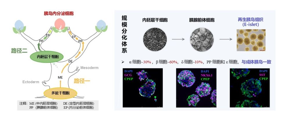 Schematic diagram of the in vitro islet regeneration technology based on endoderm stem cells. (Provided by the Center for Excellence in Molecular Cell Science, Chinese Academy of Sciences)